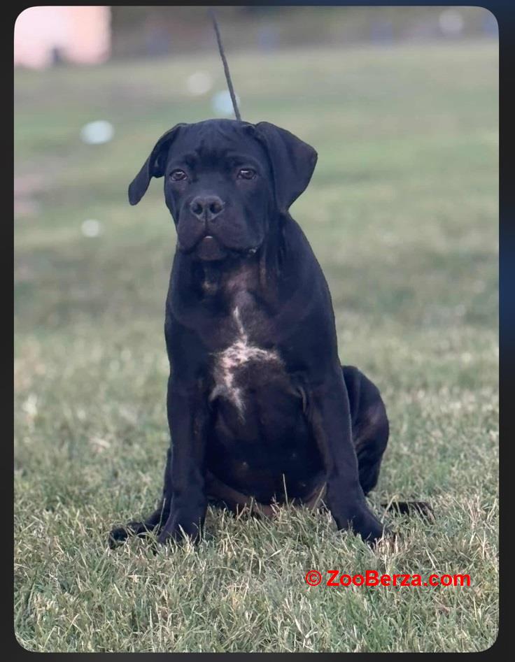 Cane Corso štenci