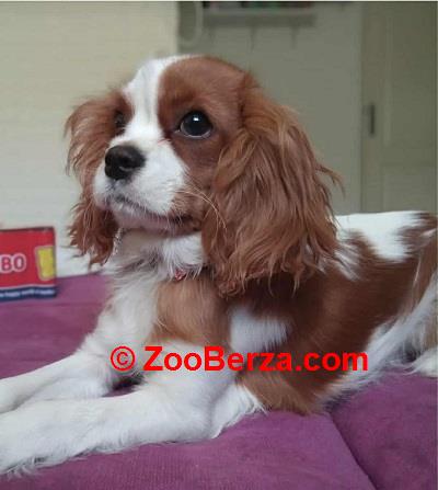 Cavalier King Charles štenci 