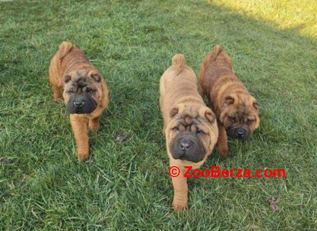 Šar Pej, čistokrvni štenci