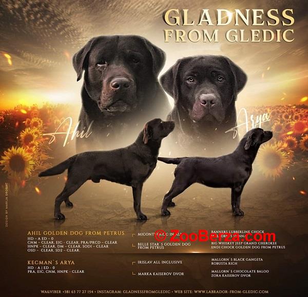 Braon Labrador štenci 