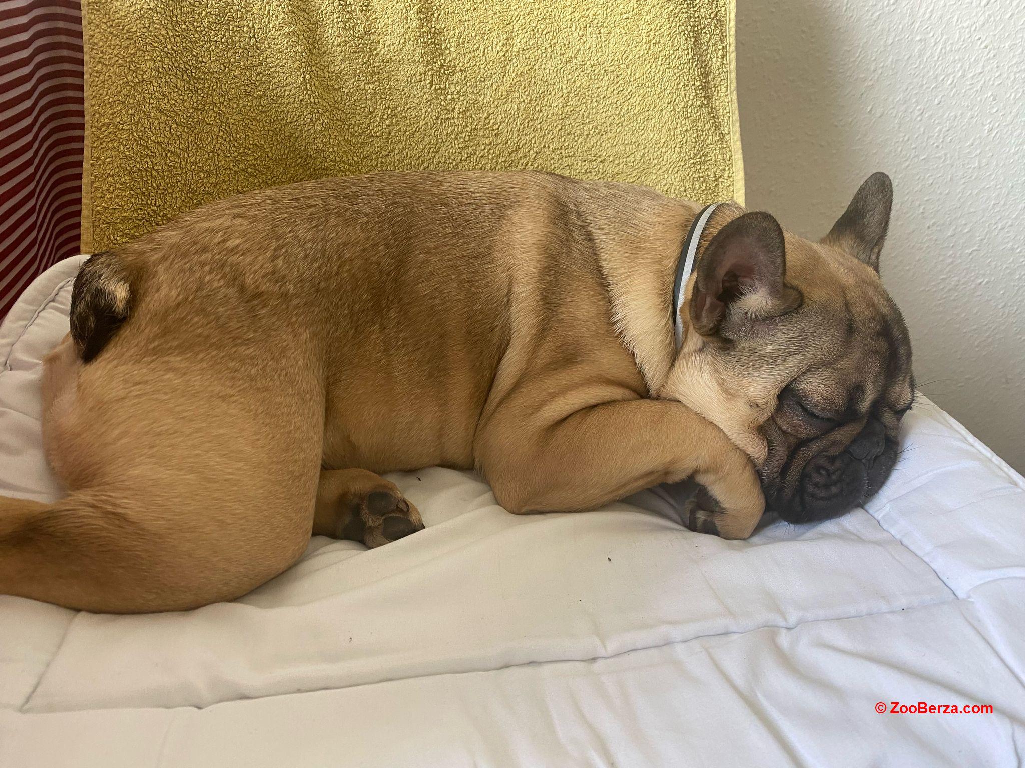 Francuski buldog