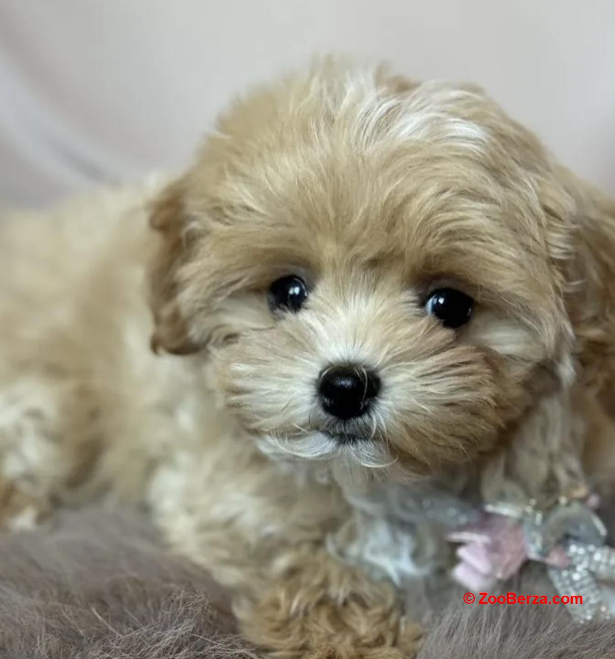 Maltipoo i Toy pudle štenci