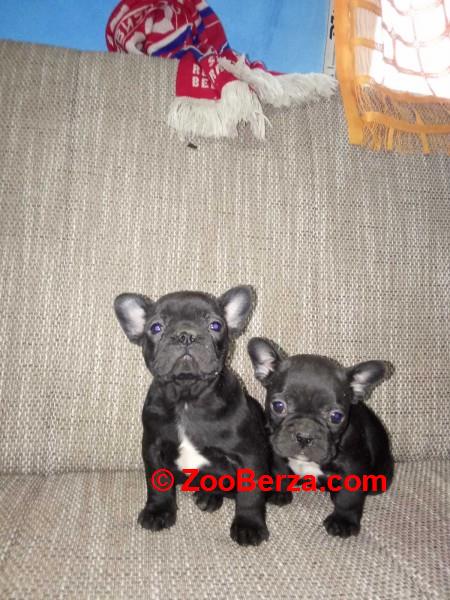 Francuski buldog štenci