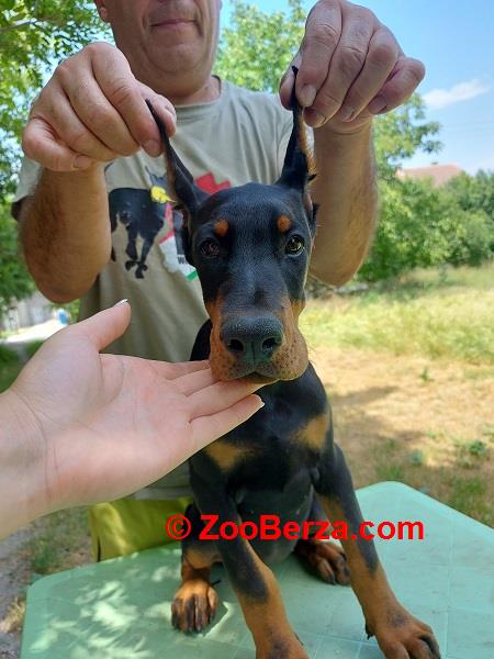 Doberman štenci