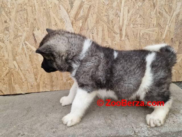 Američka Akita štenci