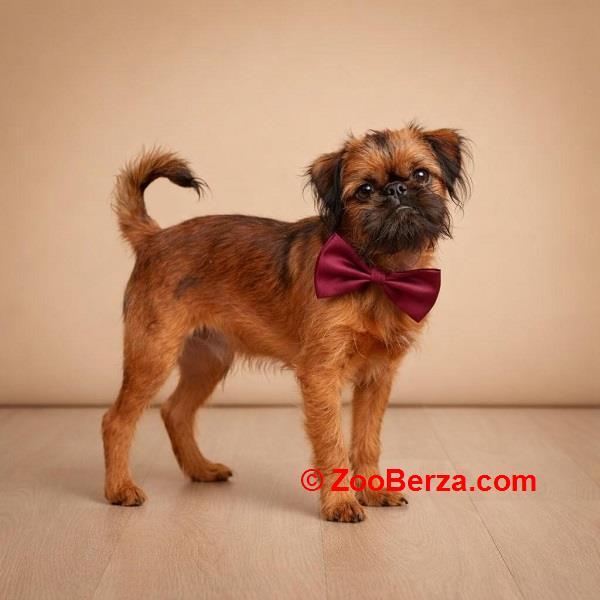 Briselski grifon, vrhunsko muško štene 