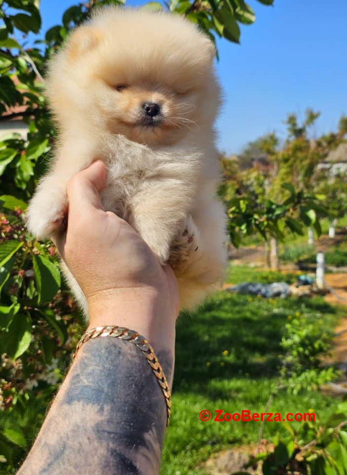 Najlepsi Pomeranci Boo samo u Pom_Hash_Starsu 