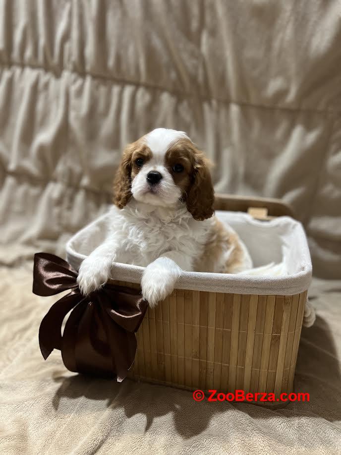 Kavalijer španijel kralja Čarlsa