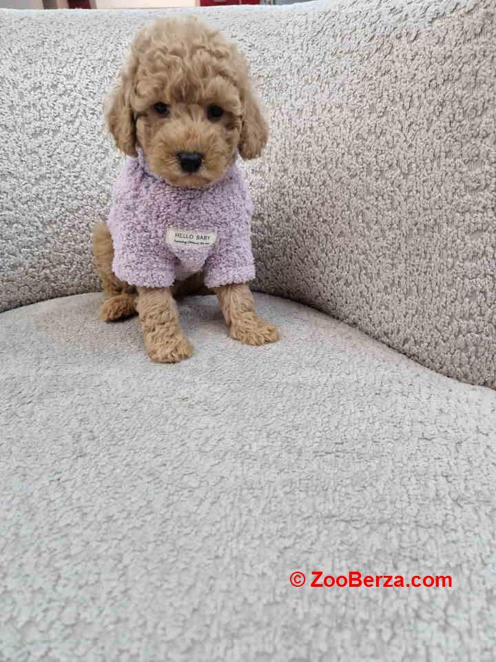 Pudle toy bata i seka 