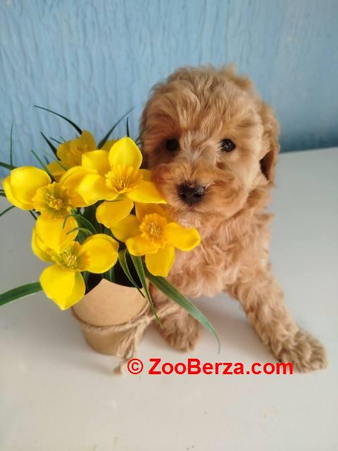 Aprikot Toy pudle štenci