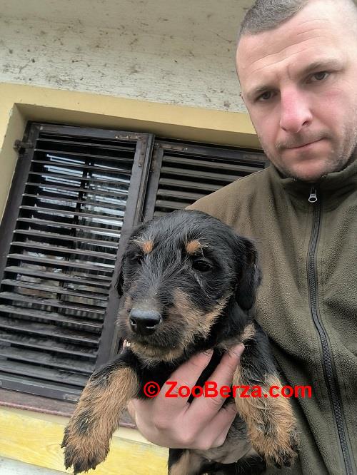 NLT - Nemački Lovni terijer 