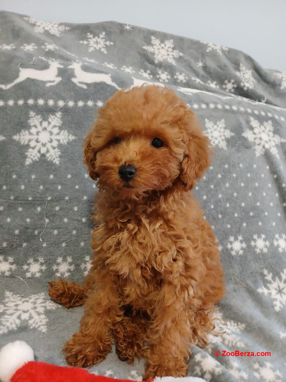 Štenci toy/patuljaste pudle