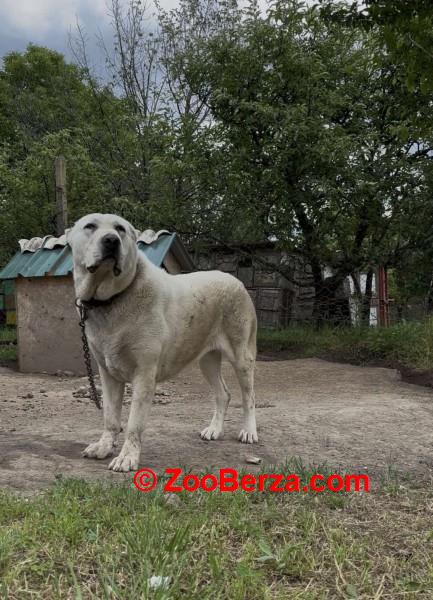 Srednjeazijski Ovcar - Azijat, ženka