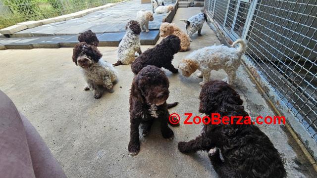 Lagotto Romagnolo, dostupni štenci