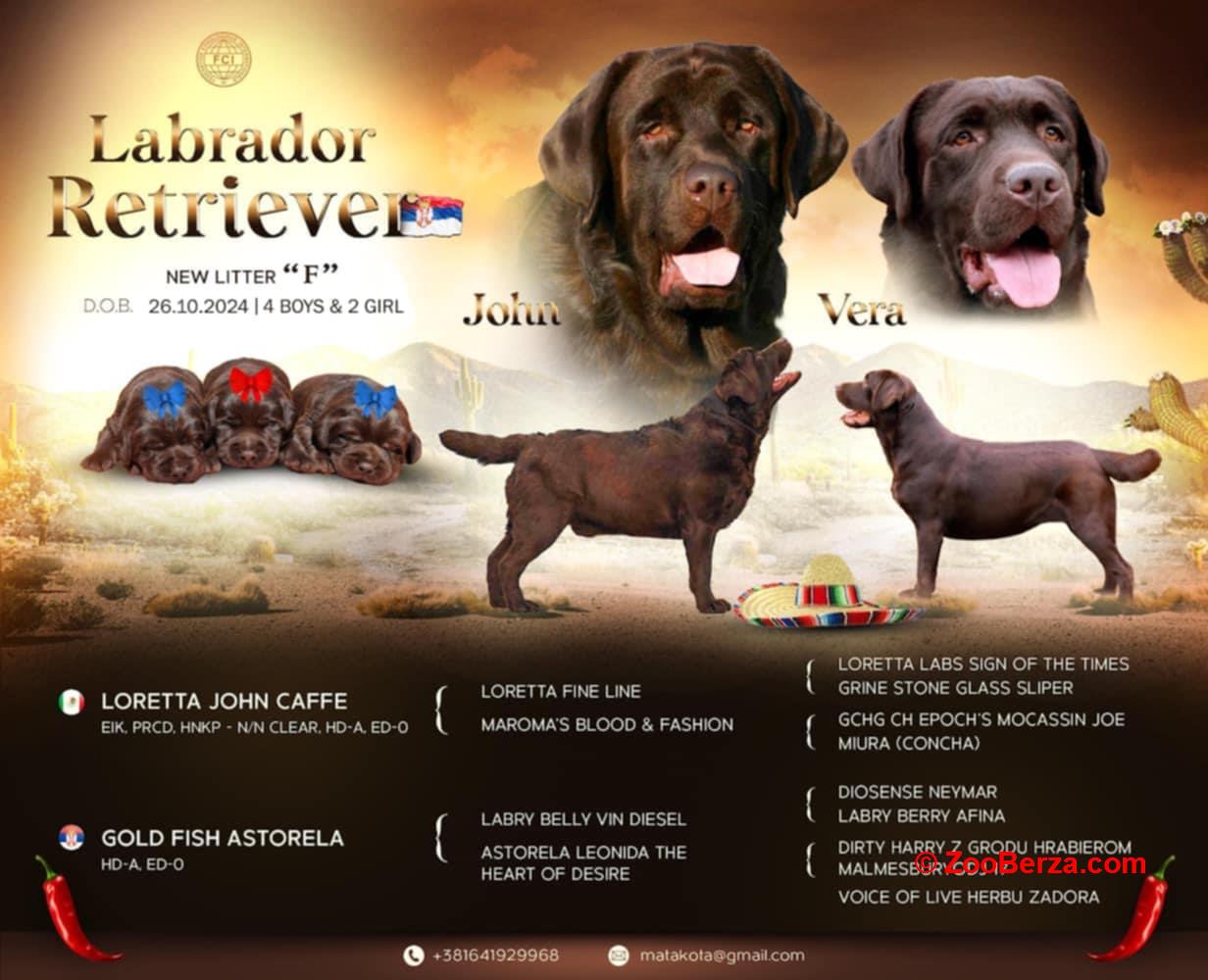 Labrador retriver čokoladni štenci