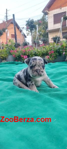 Francuski buldog štenci exotic, plavi, klasik i fluffy