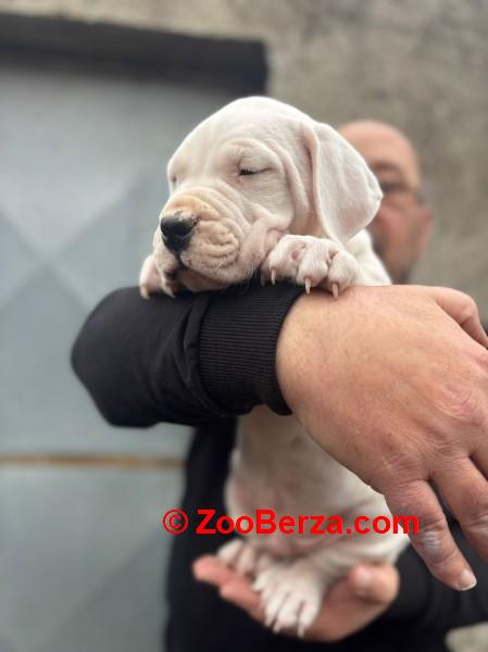Dogo Argentino štenci