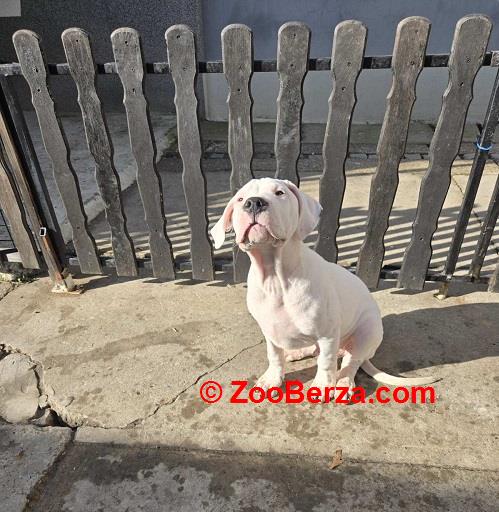 Dogo Argentino, štene