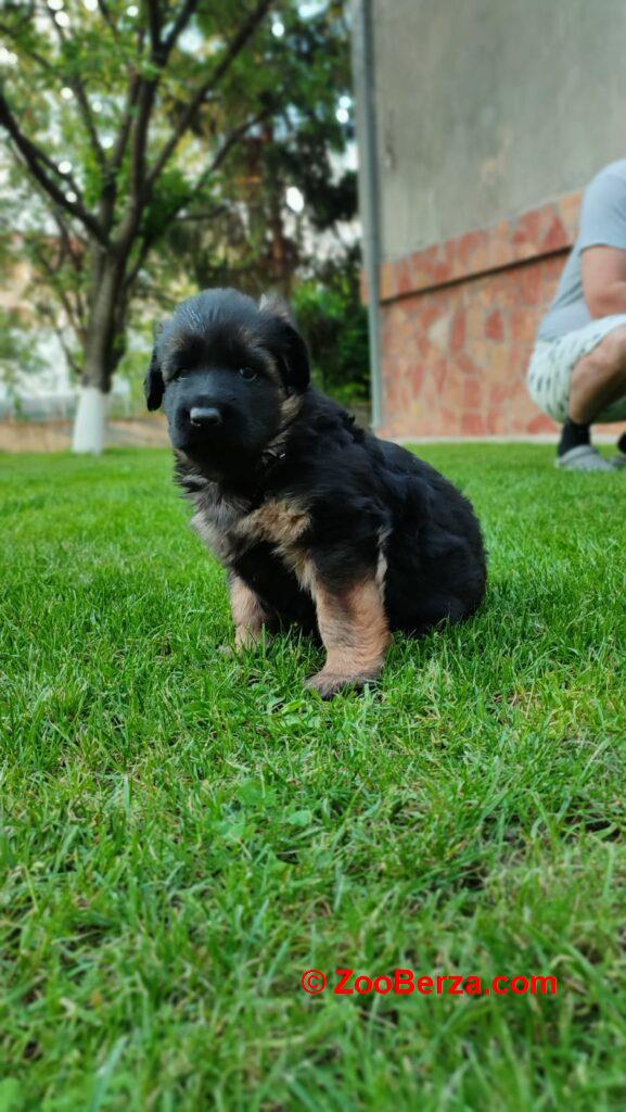 Dugodlaki Nemački Ovčar žensko štene