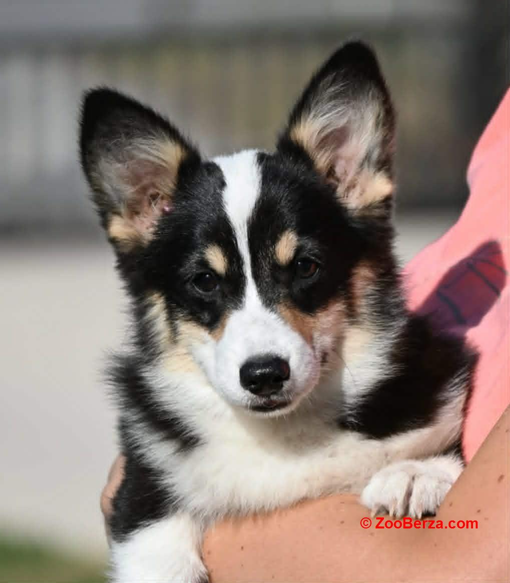 Velški korgi/Welsh Corgi Pembroke