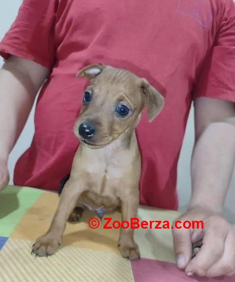 Patuljasti pinč štenci