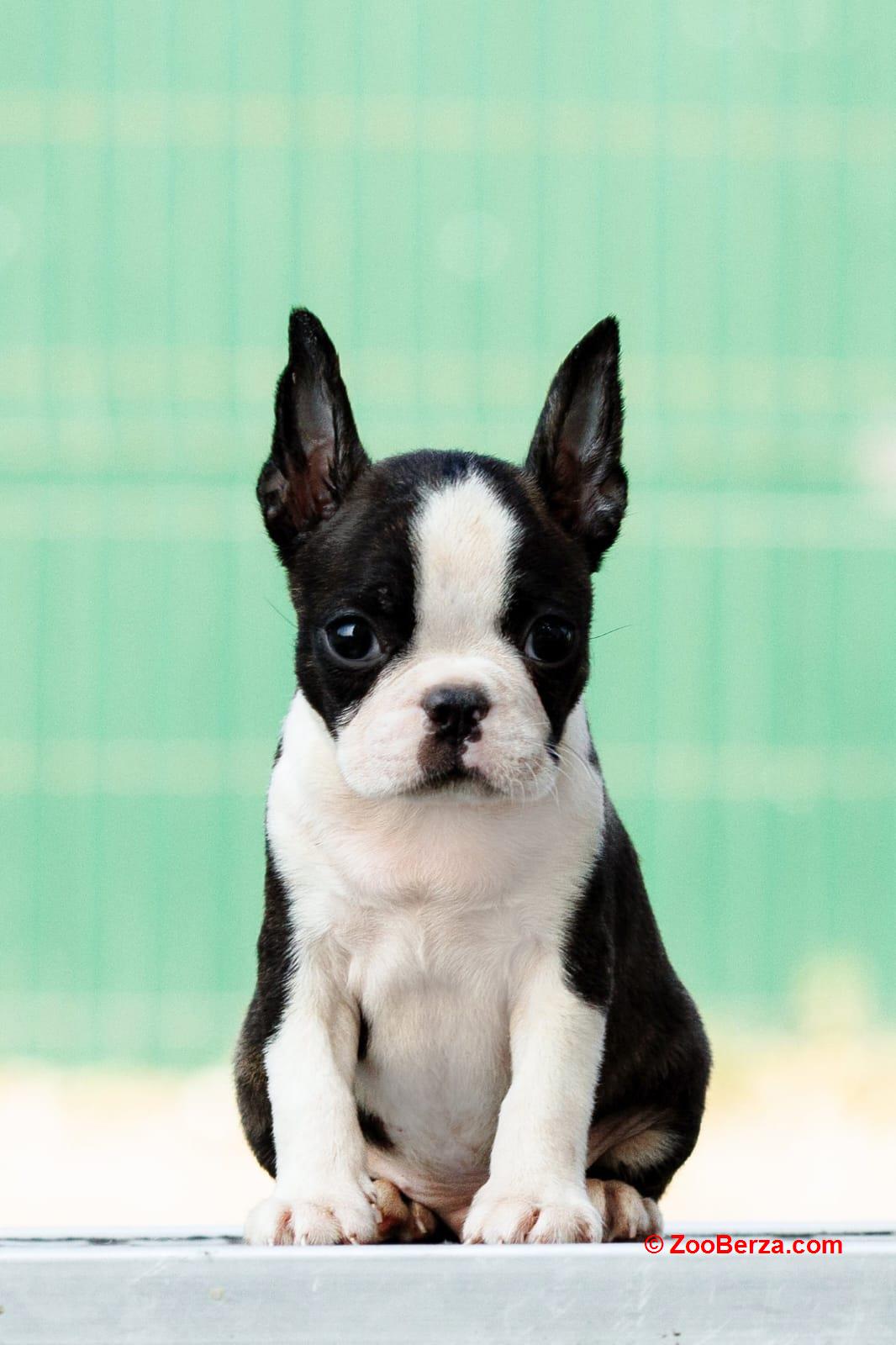 Boston terrier stenad