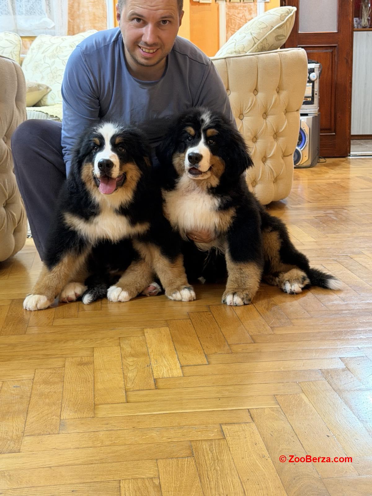 Na prodaju stenci bernskog planinskog psa, odlicnog kvaliteta