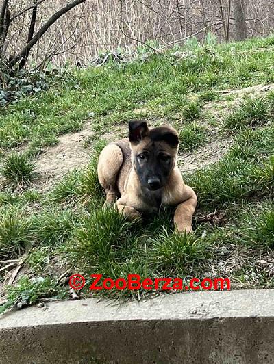 Belgijski Ovčar Malinoa