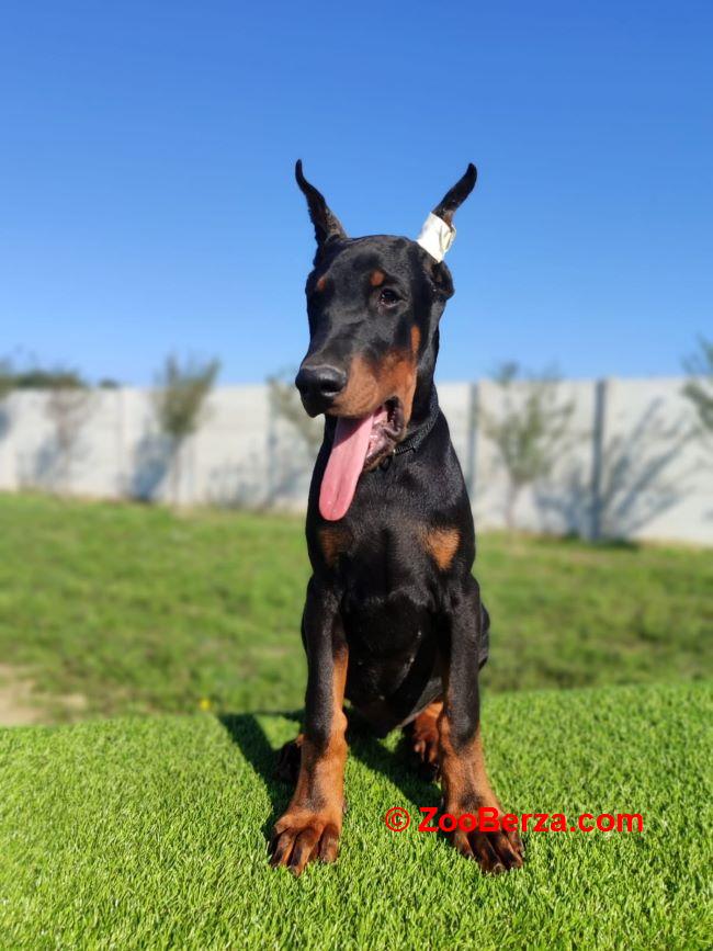 Doberman mužijaci