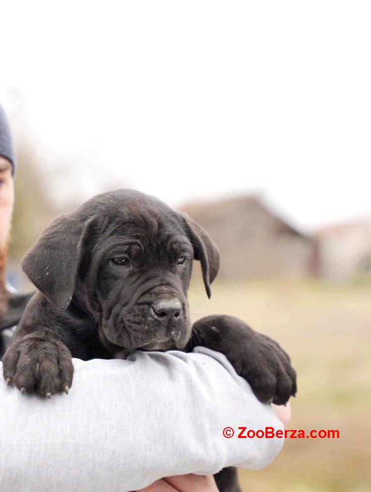 Cane Corso štenci