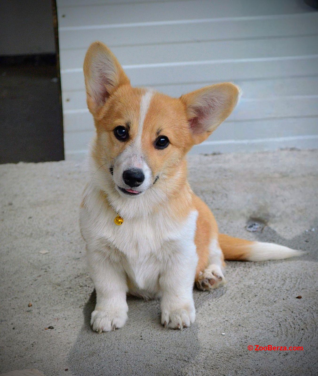Welsh Corgi Pembroke štenci