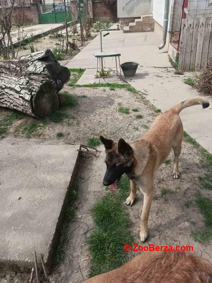 Belgijski ovčar MALINOA štenci 