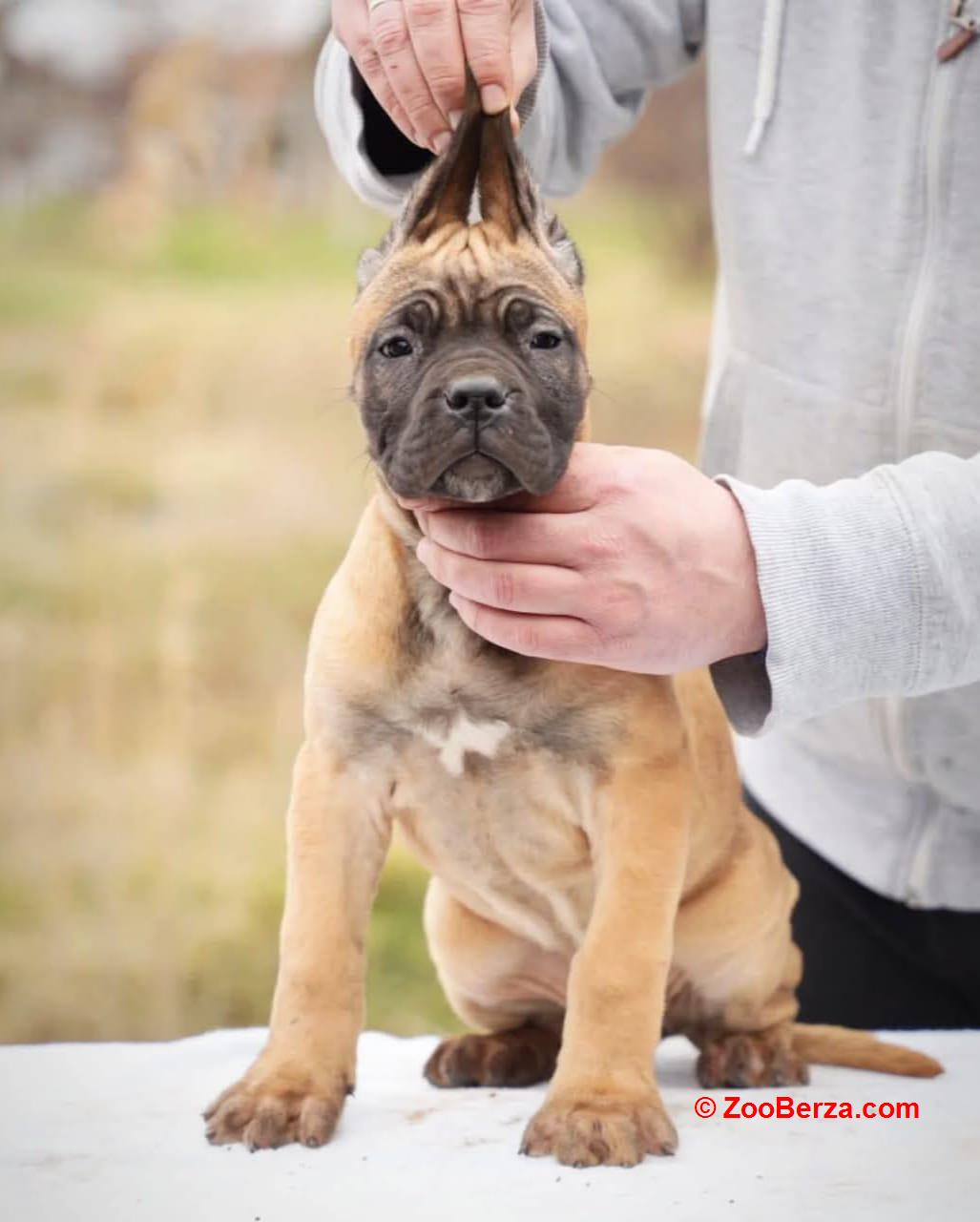 Cane Corso štenci