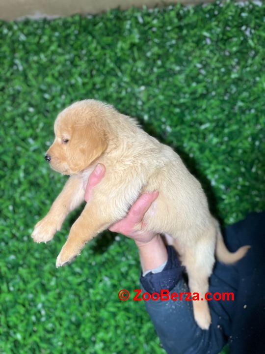 Zlatni retriver stenci