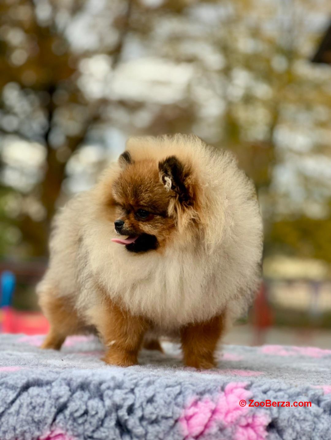Pomeranac s pedigreom
