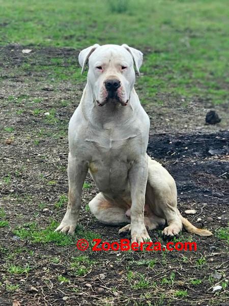 Dogo Argentino,mužijak slobodan za parenje