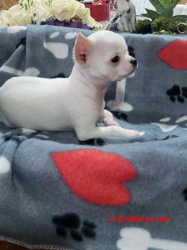 Mini CIVAVE  oba pola kratkodlaki i dugodlaki   