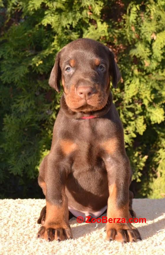 Doberman i Patuljasti pinc štenci