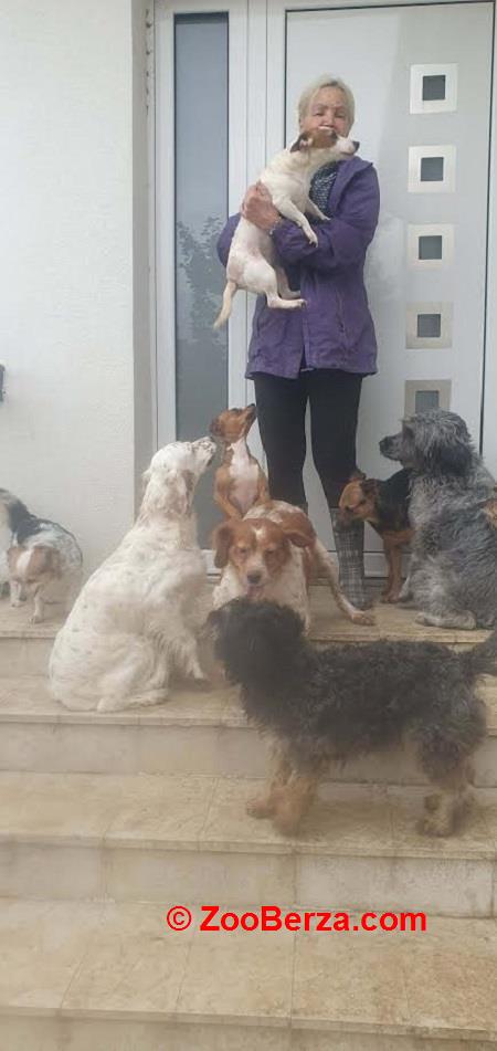 Potreban radnik u prihvatilištu za životinje