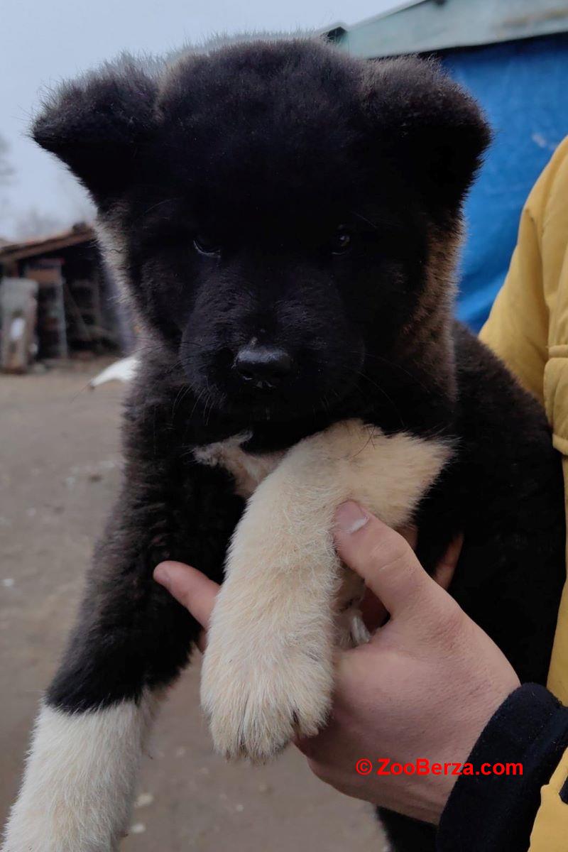 Americka Akita