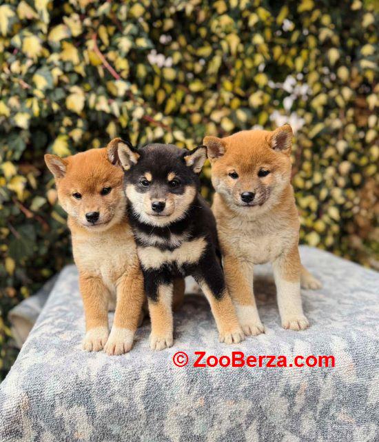 Shiba Inu stenci