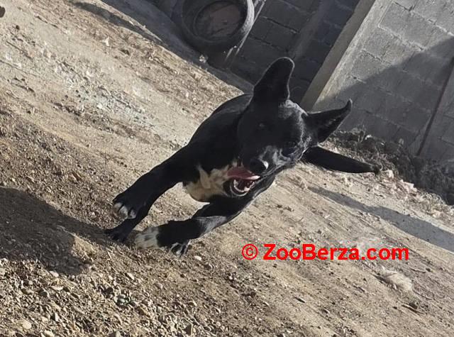 Mlado štene crne mešanke, udomljavanje!