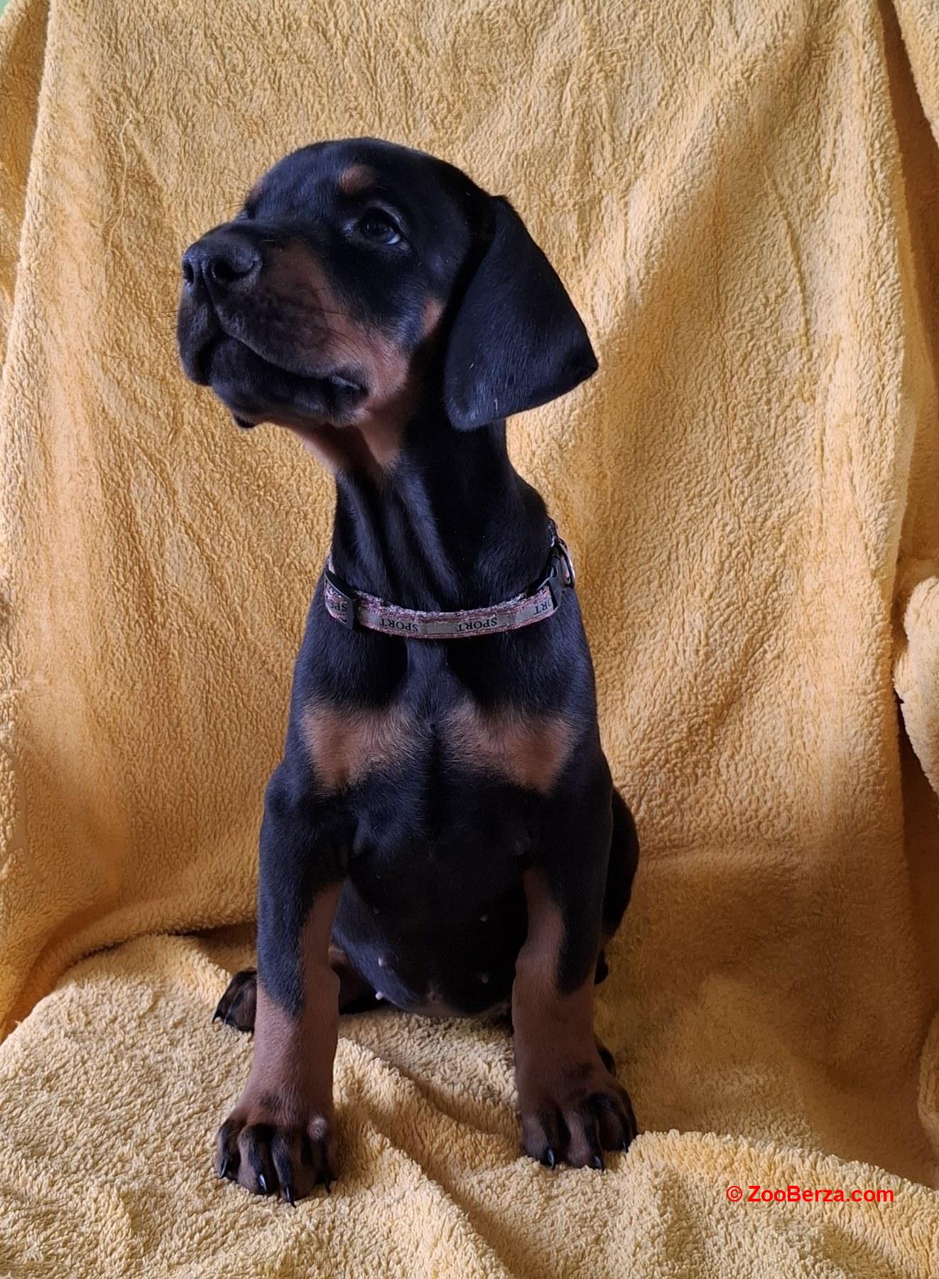 Doberman prelepi stenci