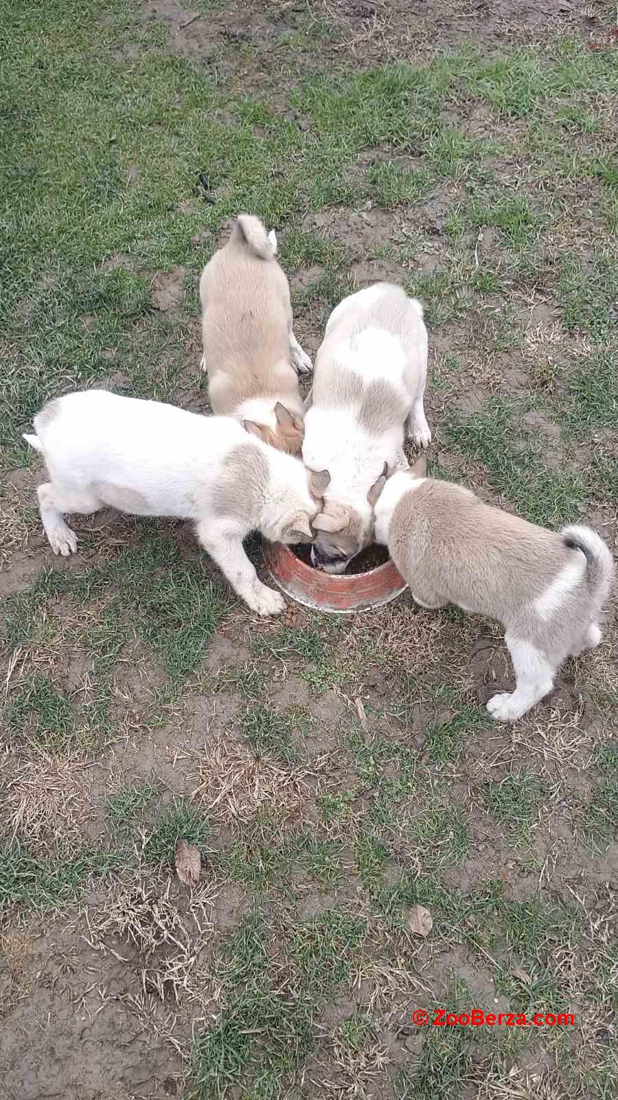 Štenci Zapadno Sibirske Lajke 