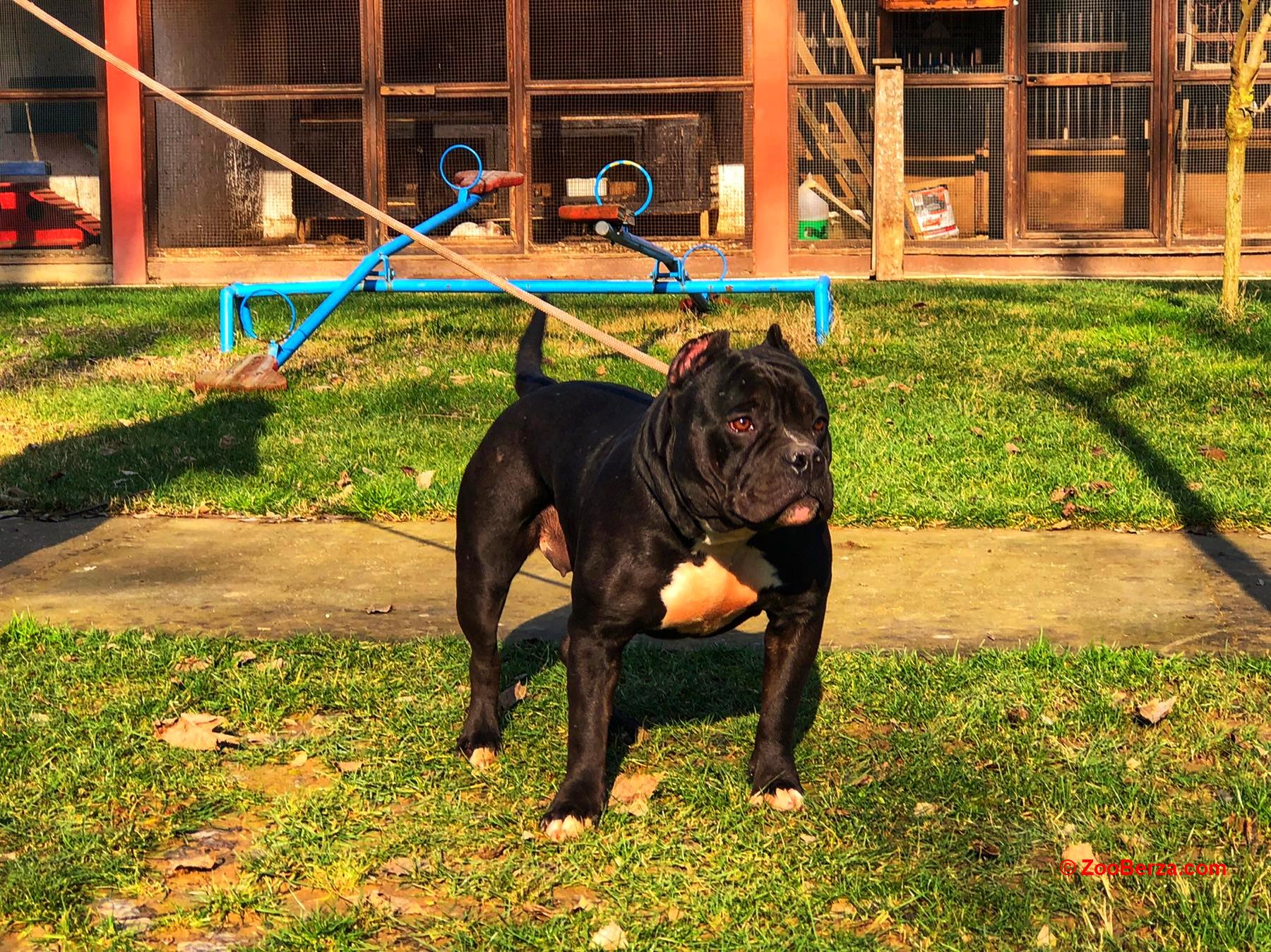 american bully