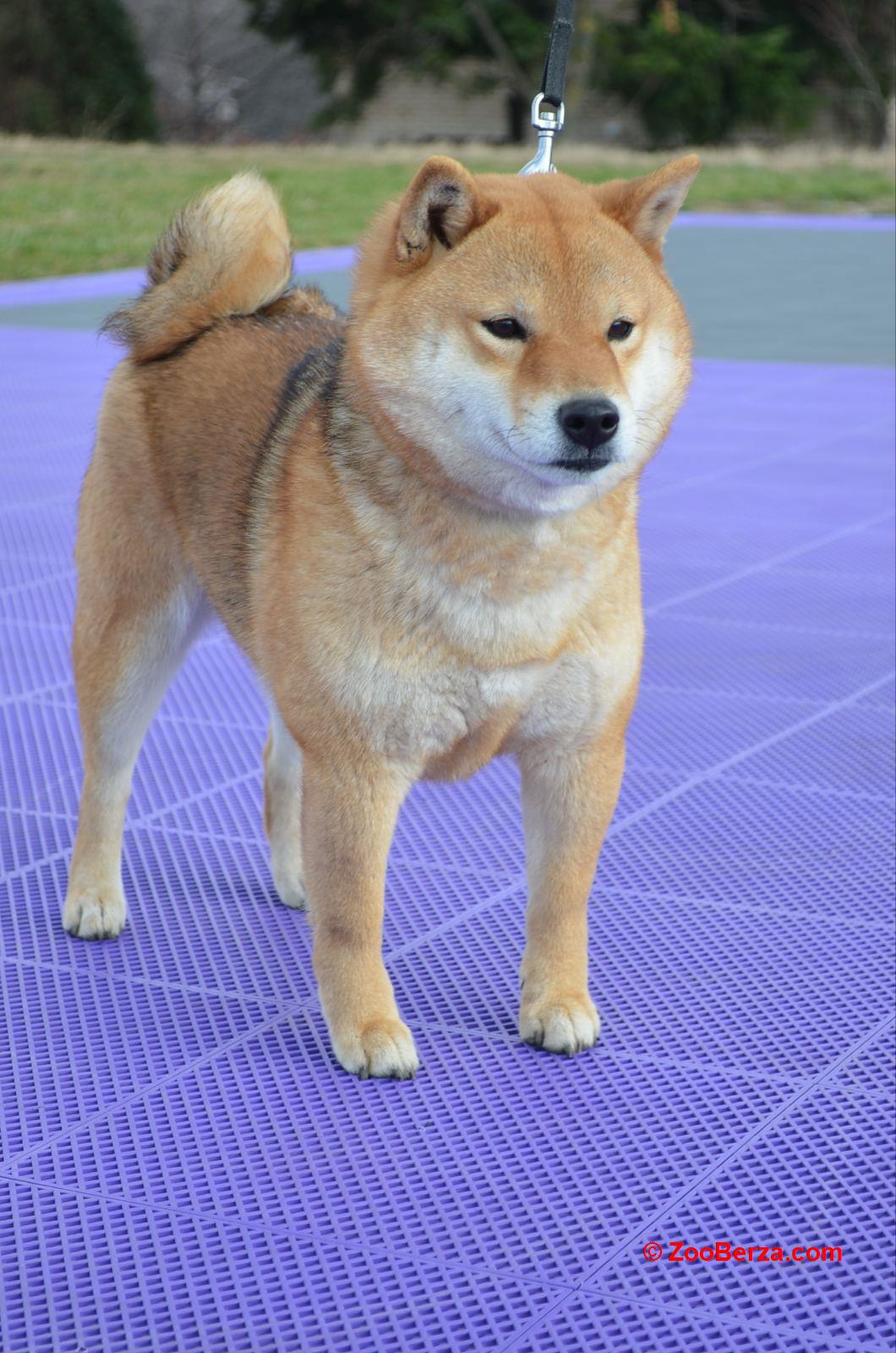  Shiba Inu prelepi štenci