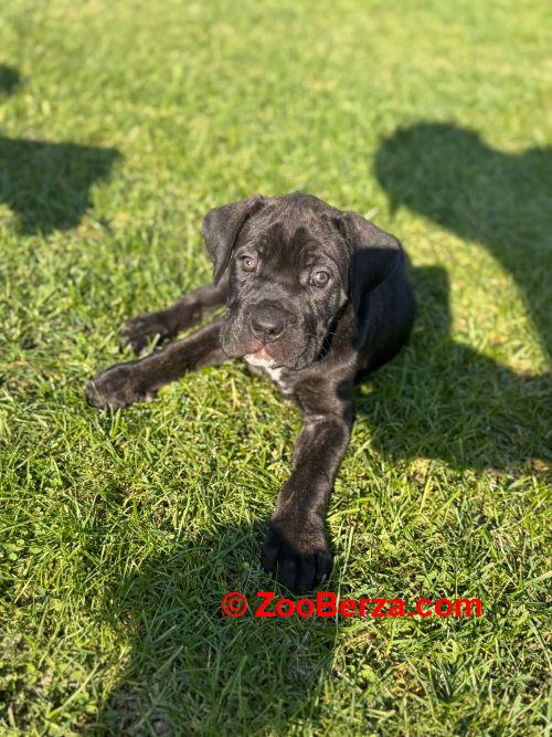 Cane Corso štenci