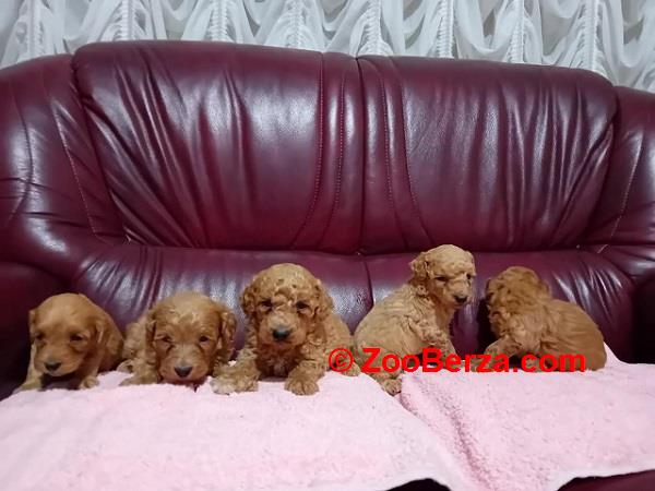 Maltipoo stenci