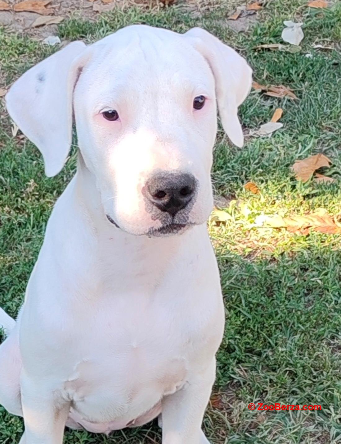 Dogo argentino štenci