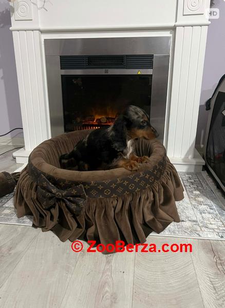 Patuljasti dugodlaki jazavičar, merle ženka 